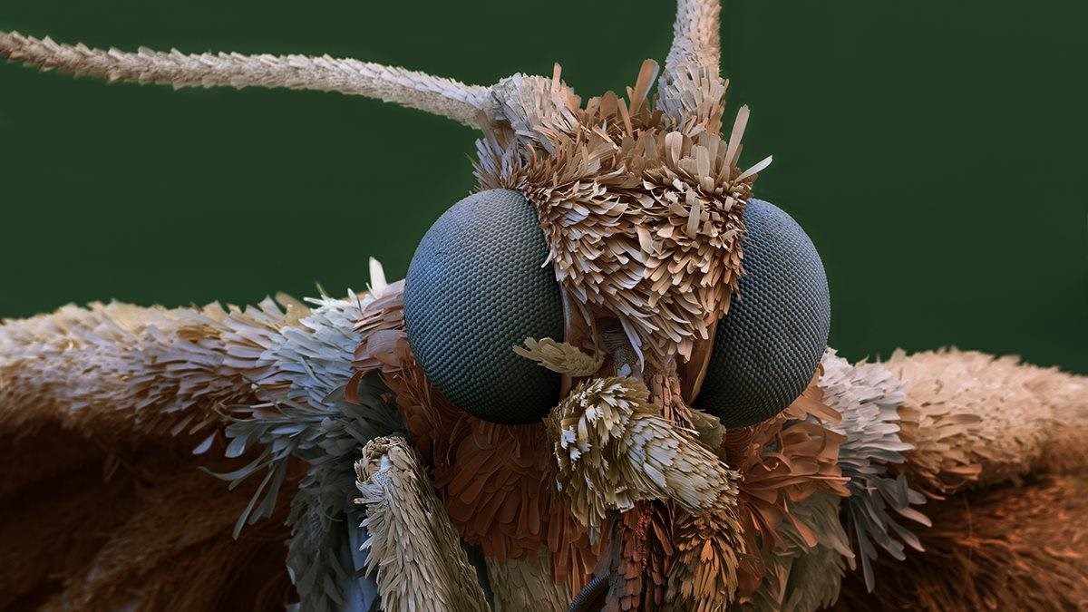 A visual fixation Simon Berry MCOptom College of Optometrists